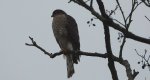 Krogulec zwyczajny, krogulec, jastrząb wróblarz (Accipiter nisus)