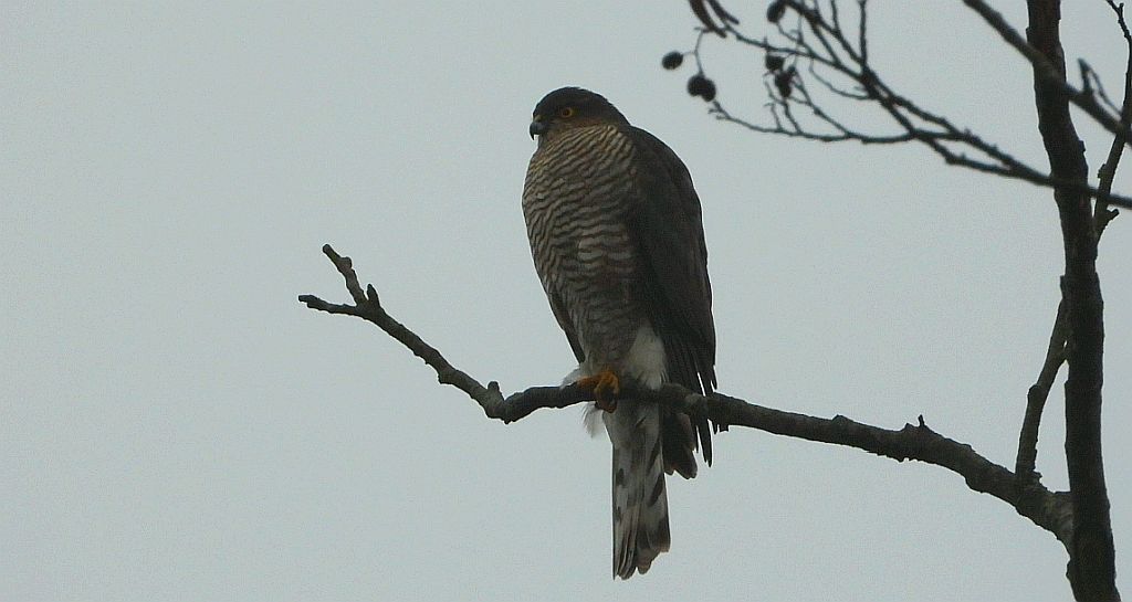 Krogulec zwyczajny, krogulec, jastrząb wróblarz (Accipiter nisus)