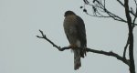 Krogulec zwyczajny, krogulec, jastrząb wróblarz (Accipiter nisus)