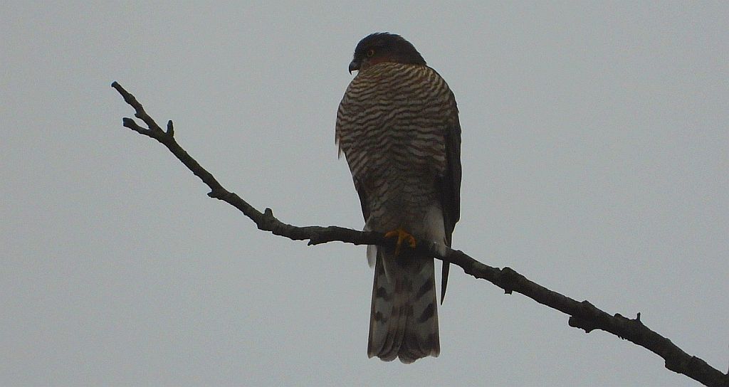 Krogulec zwyczajny, krogulec, jastrząb wróblarz (Accipiter nisus)