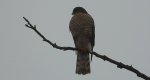 Krogulec zwyczajny, krogulec, jastrząb wróblarz (Accipiter nisus)