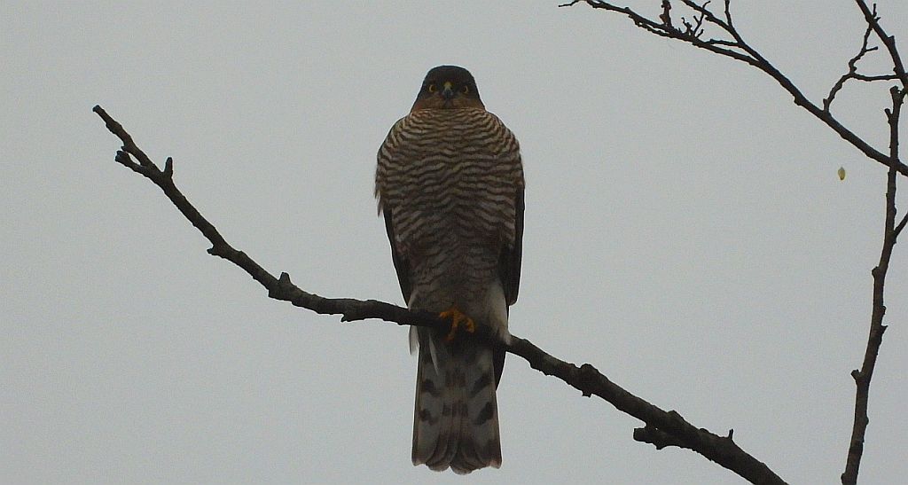 Krogulec zwyczajny, krogulec, jastrząb wróblarz (Accipiter nisus)