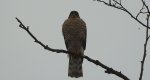 Krogulec zwyczajny, krogulec, jastrząb wróblarz (Accipiter nisus)