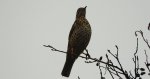 Paszkot (Turdus viscivorus)