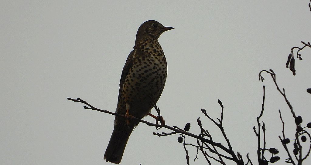 Paszkot (Turdus viscivorus)