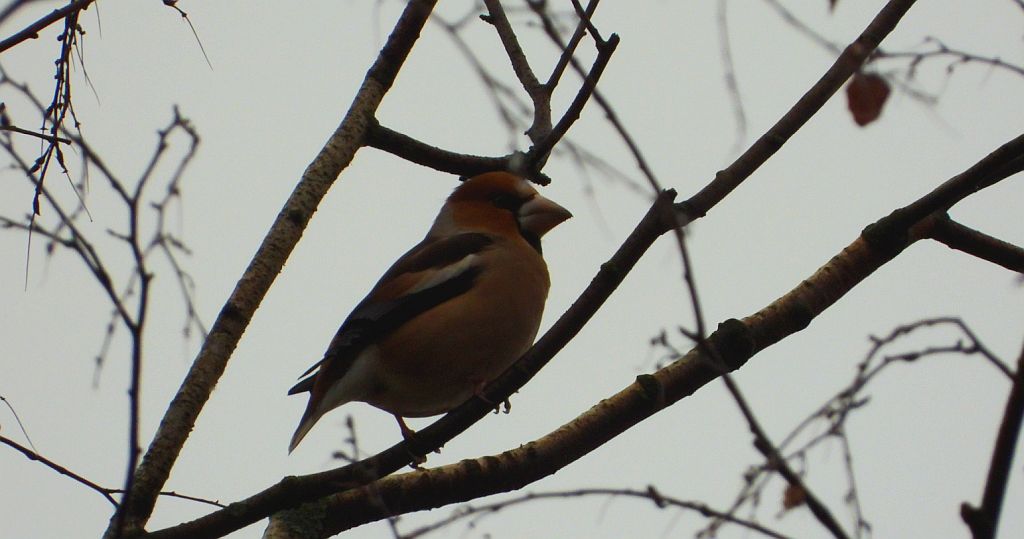 Grubodziób zwyczajny, grubodziób, pestkojad, grabołusk (Coccothraustes coccothraustes)
