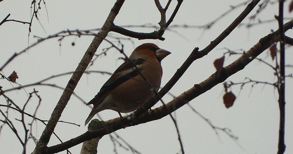 Grubodziób zwyczajny, grubodziób, pestkojad, grabołusk (Coccothraustes coccothraustes)