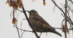 Paszkot (Turdus viscivorus)