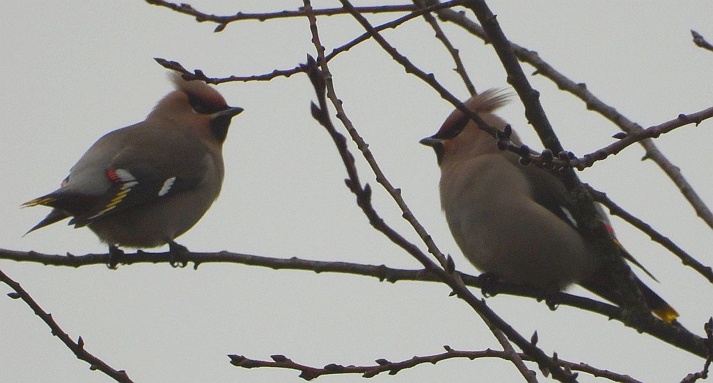Jemiołuszka zwyczajna, jemiołuszka, jemiołucha (Bombycilla garrulus)