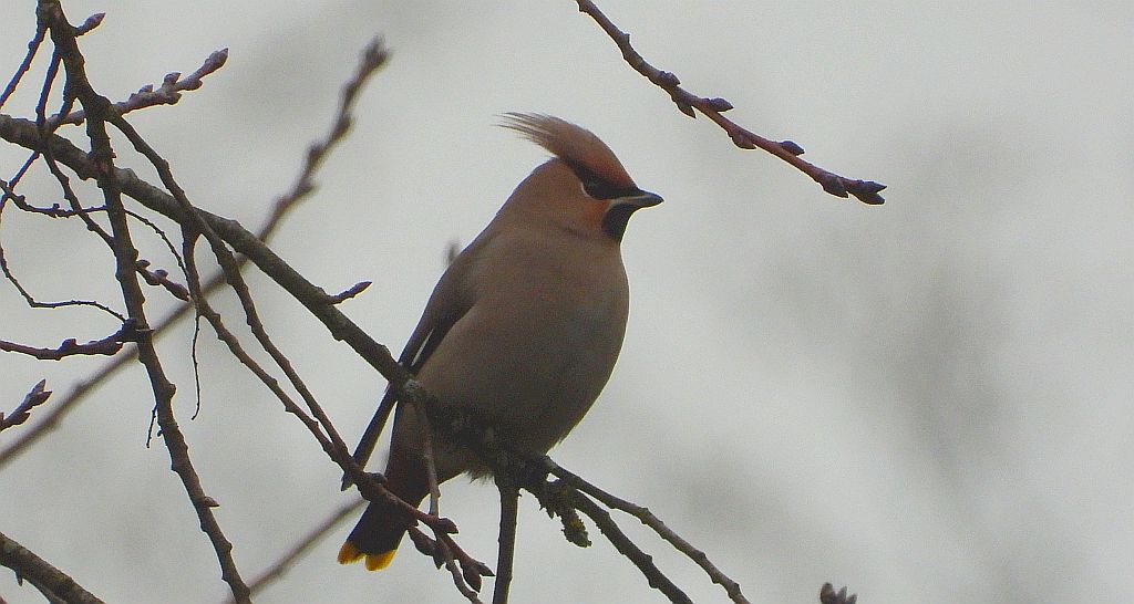 Jemiołuszka zwyczajna, jemiołuszka, jemiołucha (Bombycilla garrulus)
