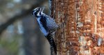 Dzięcioł trójpalczasty (Picoides tridactylus)