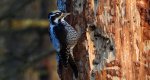 Dzięcioł trójpalczasty (Picoides tridactylus)