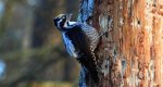 Dzięcioł trójpalczasty (Picoides tridactylus)