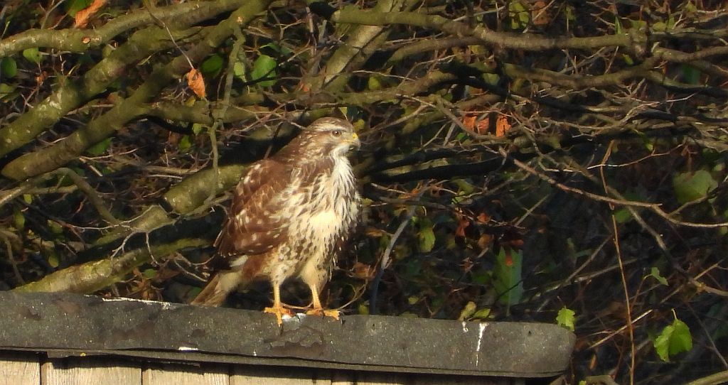 Myszołów zwyczajny, myszołów (Buteo buteo)