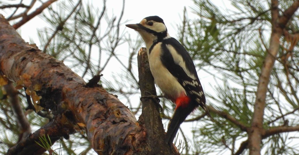 Dzięcioł duży, dzięcioł pstry większy (Dendrocopos major)