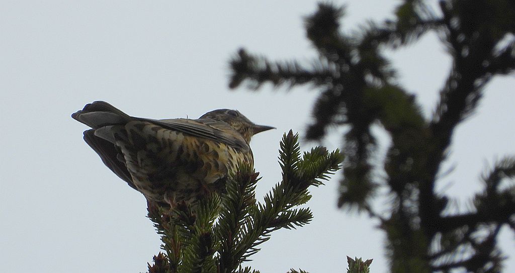 Paszkot (Turdus viscivorus)