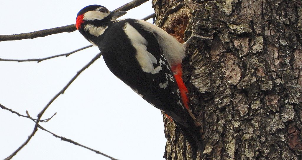 Dzięcioł duży, dzięcioł pstry większy (Dendrocopos major)