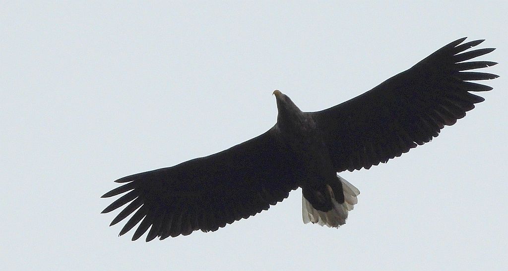 Bielik zwyczajny, bielik, birkut (Haliaeetus albicilla)