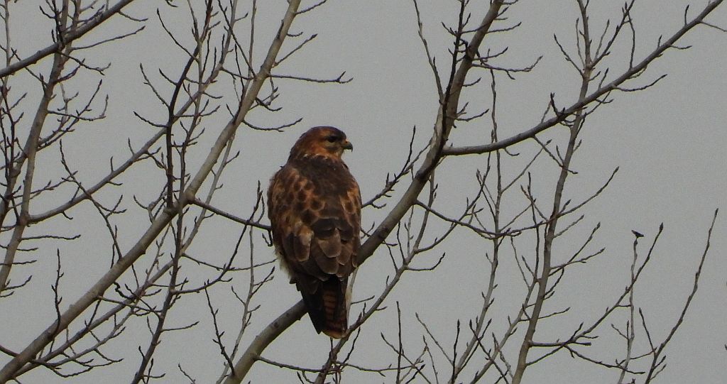 Myszołów zwyczajny, myszołów (Buteo buteo)