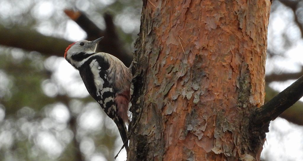 Dzięcioł średni (Dendrocopos medius)
