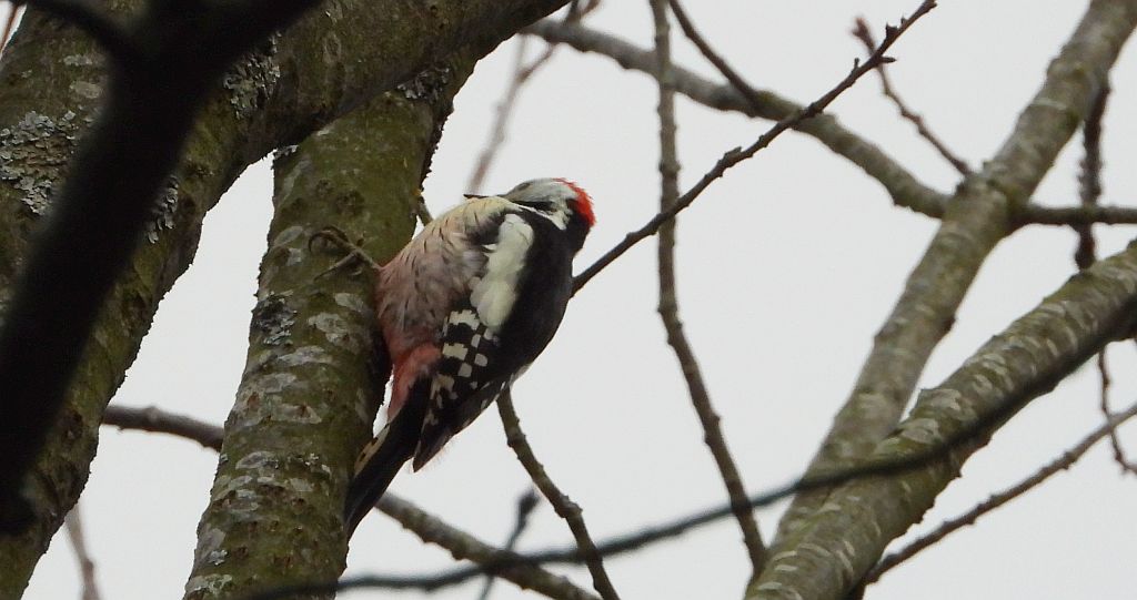 Dzięcioł średni (Dendrocopos medius)