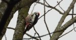 Dzięcioł średni (Dendrocopos medius)