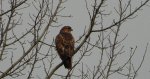 Myszołów zwyczajny, myszołów (Buteo buteo)