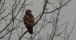 Myszołów zwyczajny, myszołów (Buteo buteo)