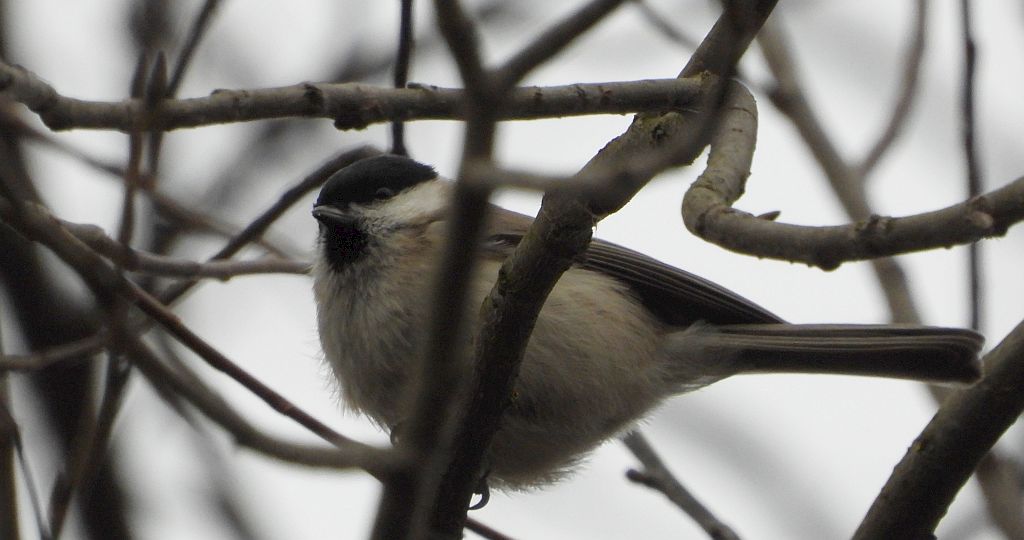 Sikora uboga, szarytka, błotniczka, sikora trzcinna (Poecile palustris)
