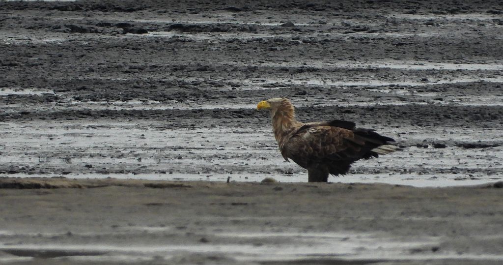 Bielik zwyczajny, bielik, birkut (Haliaeetus albicilla)