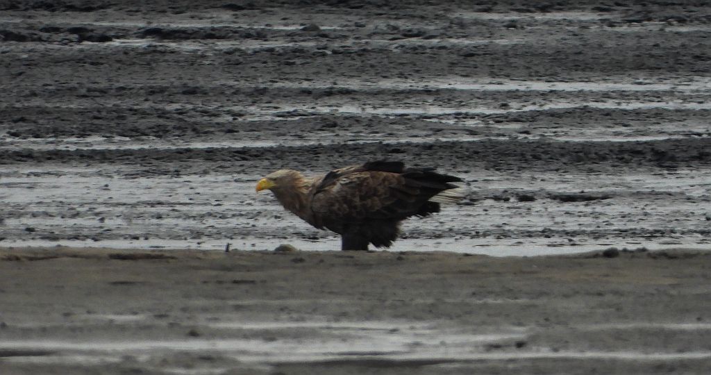 Bielik zwyczajny, bielik, birkut (Haliaeetus albicilla)
