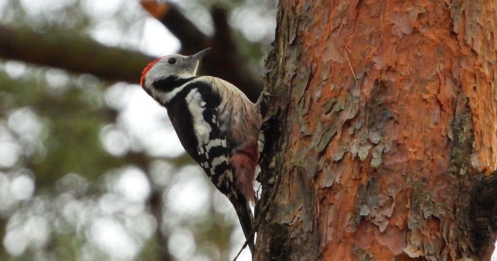 Dzięcioł średni (Dendrocopos medius)