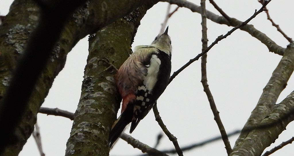 Dzięcioł średni (Dendrocopos medius)