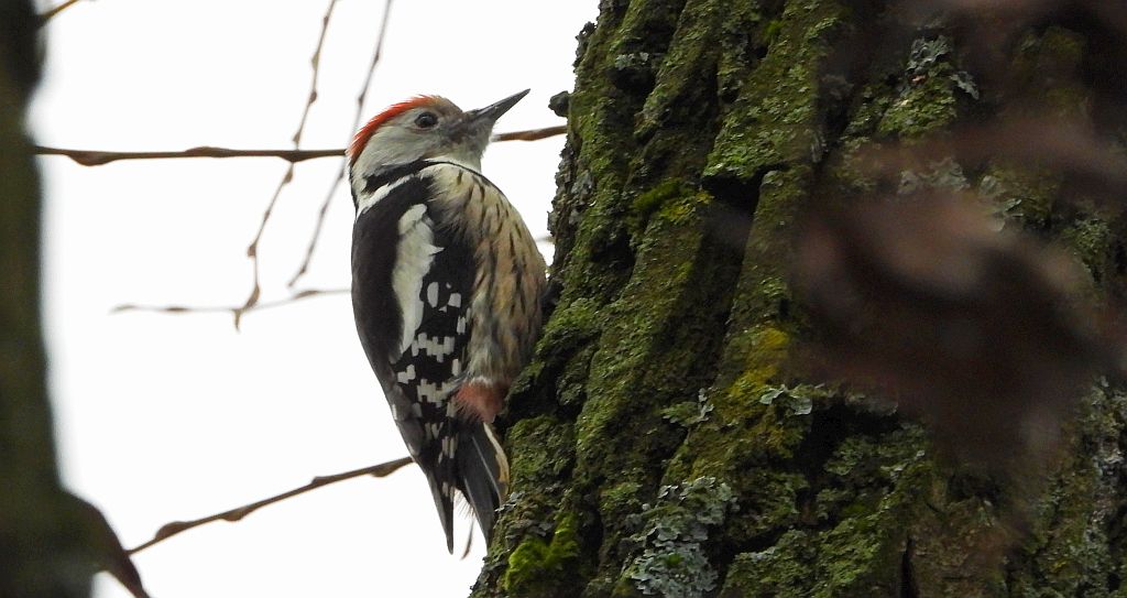 Dzięcioł średni (Dendrocopos medius)
