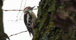Dzięcioł średni (Dendrocopos medius)