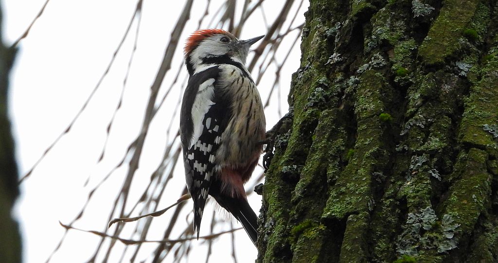 Dzięcioł średni (Dendrocopos medius)