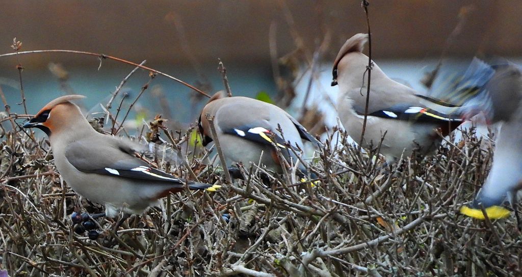 Jemiołuszka zwyczajna, jemiołuszka, jemiołucha (Bombycilla garrulus)