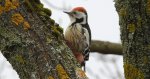 Dzięcioł średni (Dendrocopos medius)