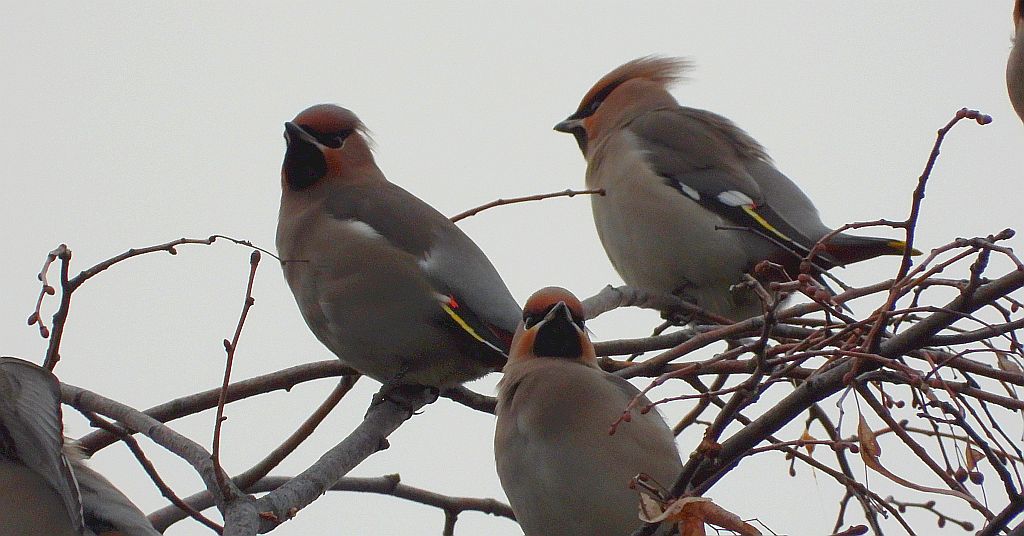 Jemiołuszka zwyczajna, jemiołuszka, jemiołucha (Bombycilla garrulus)