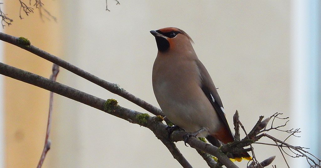 Jemiołuszka zwyczajna, jemiołuszka, jemiołucha (Bombycilla garrulus)