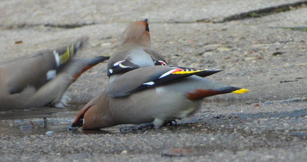 Jemiołuszka zwyczajna, jemiołuszka, jemiołucha (Bombycilla garrulus)
