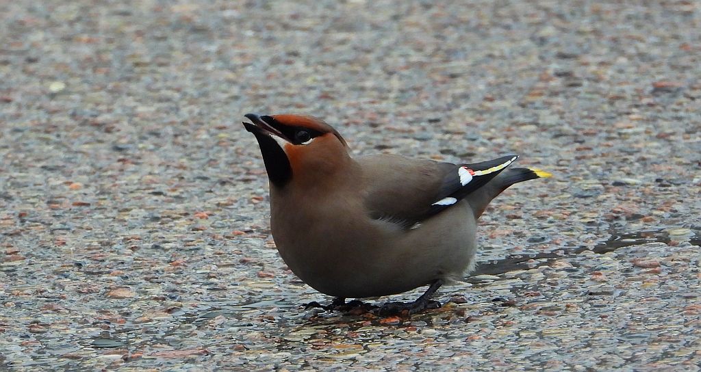 Jemiołuszka zwyczajna, jemiołuszka, jemiołucha (Bombycilla garrulus)