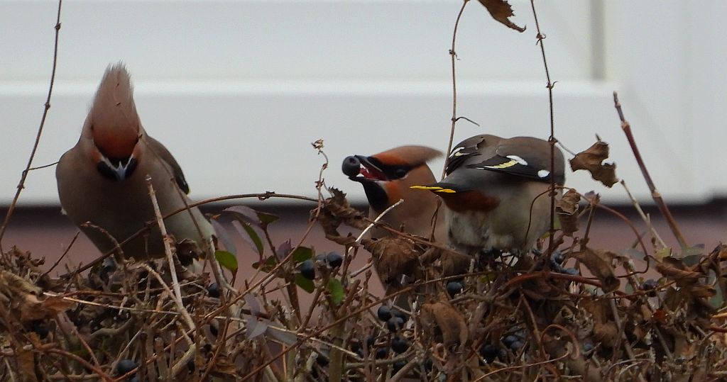 Jemiołuszka zwyczajna, jemiołuszka, jemiołucha (Bombycilla garrulus)