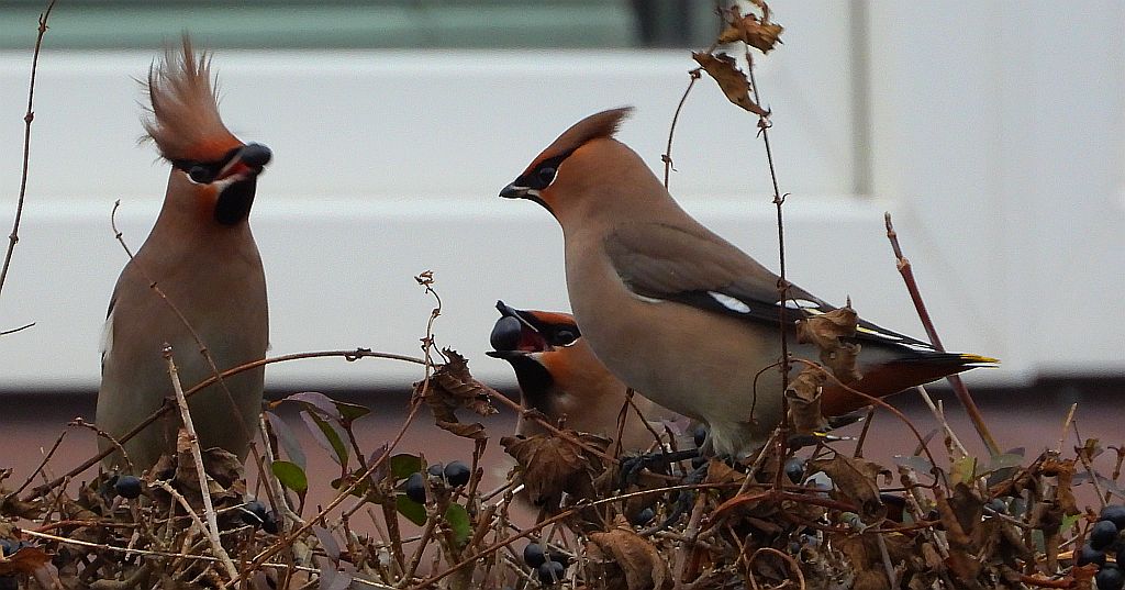 Jemiołuszka zwyczajna, jemiołuszka, jemiołucha (Bombycilla garrulus)