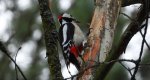 Dzięcioł duży, dzięcioł pstry większy (Dendrocopos major)