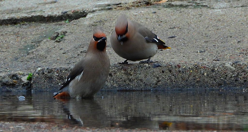 Jemiołuszka zwyczajna, jemiołuszka, jemiołucha (Bombycilla garrulus)