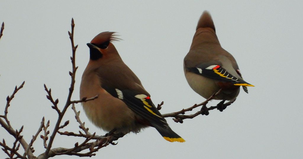 Jemiołuszka zwyczajna, jemiołuszka, jemiołucha (Bombycilla garrulus)