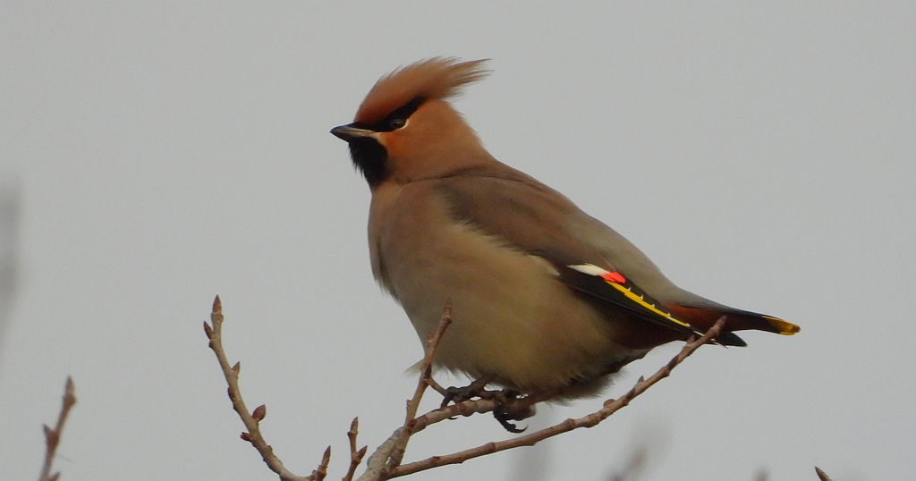 Jemiołuszka zwyczajna, jemiołuszka, jemiołucha (Bombycilla garrulus)