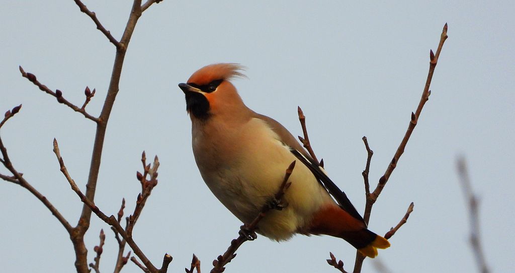 Jemiołuszka zwyczajna, jemiołuszka, jemiołucha (Bombycilla garrulus)
