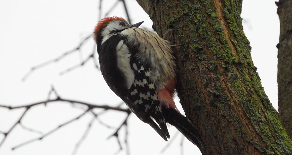 Dzięcioł średni (Dendrocopos medius)